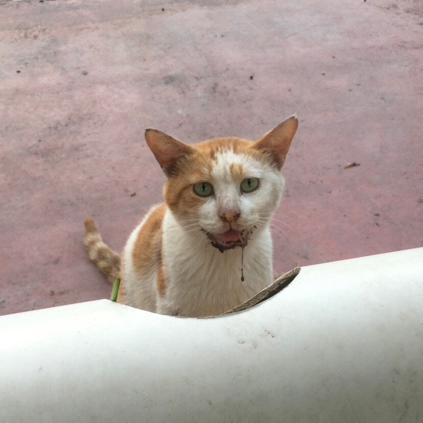 What to feed Stray Cats (Easy & Homemade Food)
