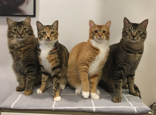 Meet my Fur Babies